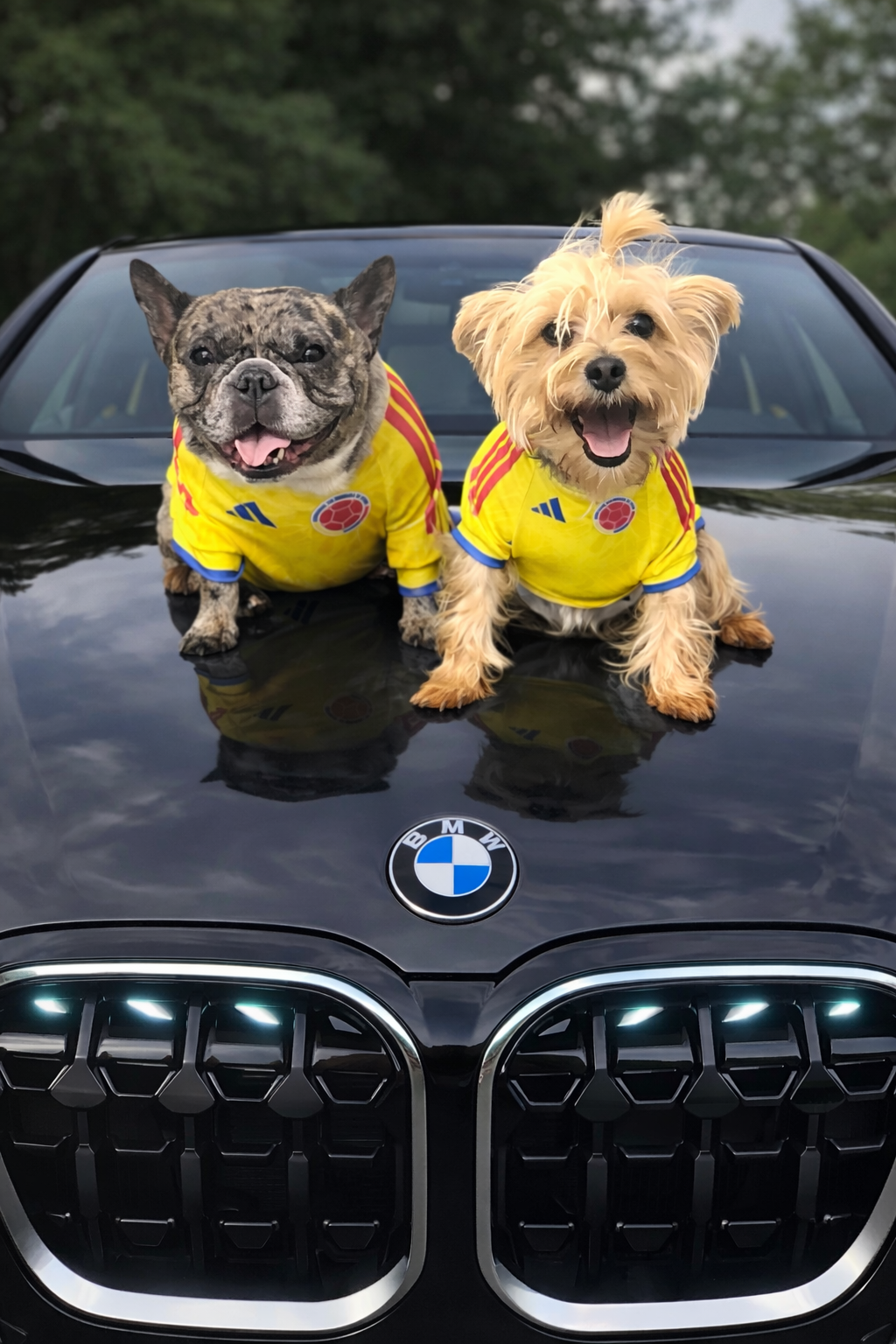 World Cup Dog Jersey – Colombia 🇨🇴